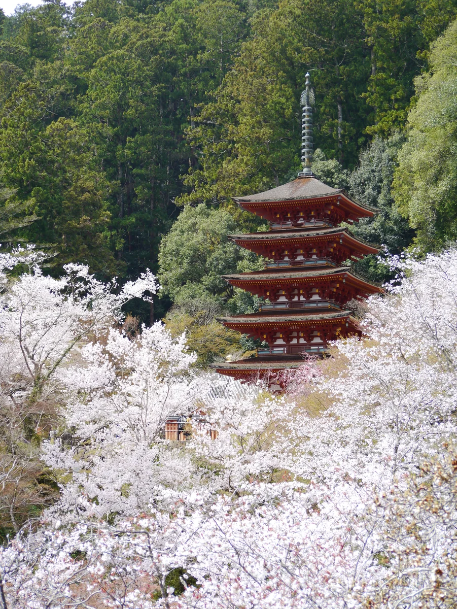 投稿写真：花燃ゆる🌸花の御寺 長谷寺