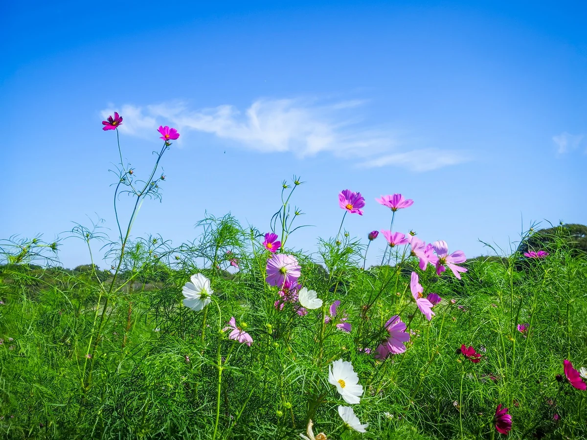 投稿写真：秋空とコスモス