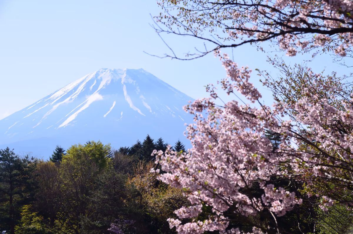 投稿写真：富士山と残り桜