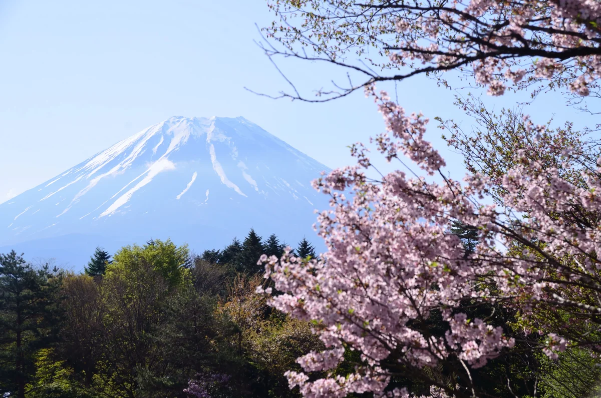 投稿写真：富士山と残り桜
