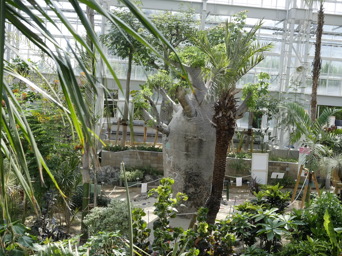 投稿写真：バオバブの木