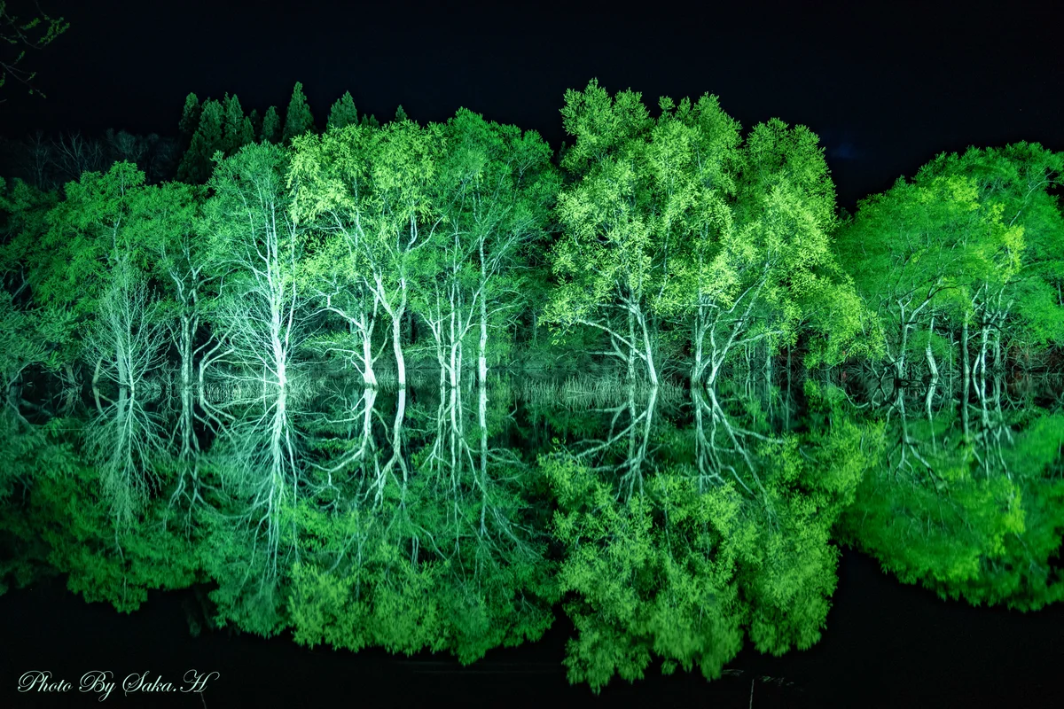 投稿写真：水没林リフレクション