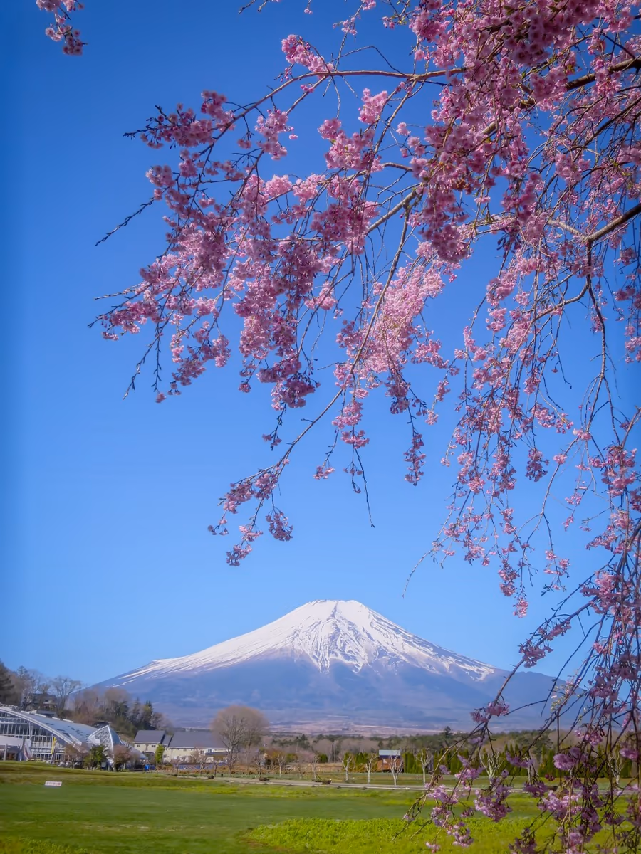 投稿写真：八重紅枝垂桜と富士山