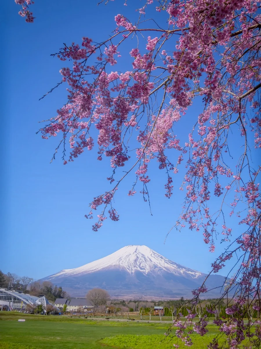 投稿写真：八重紅枝垂桜と富士山