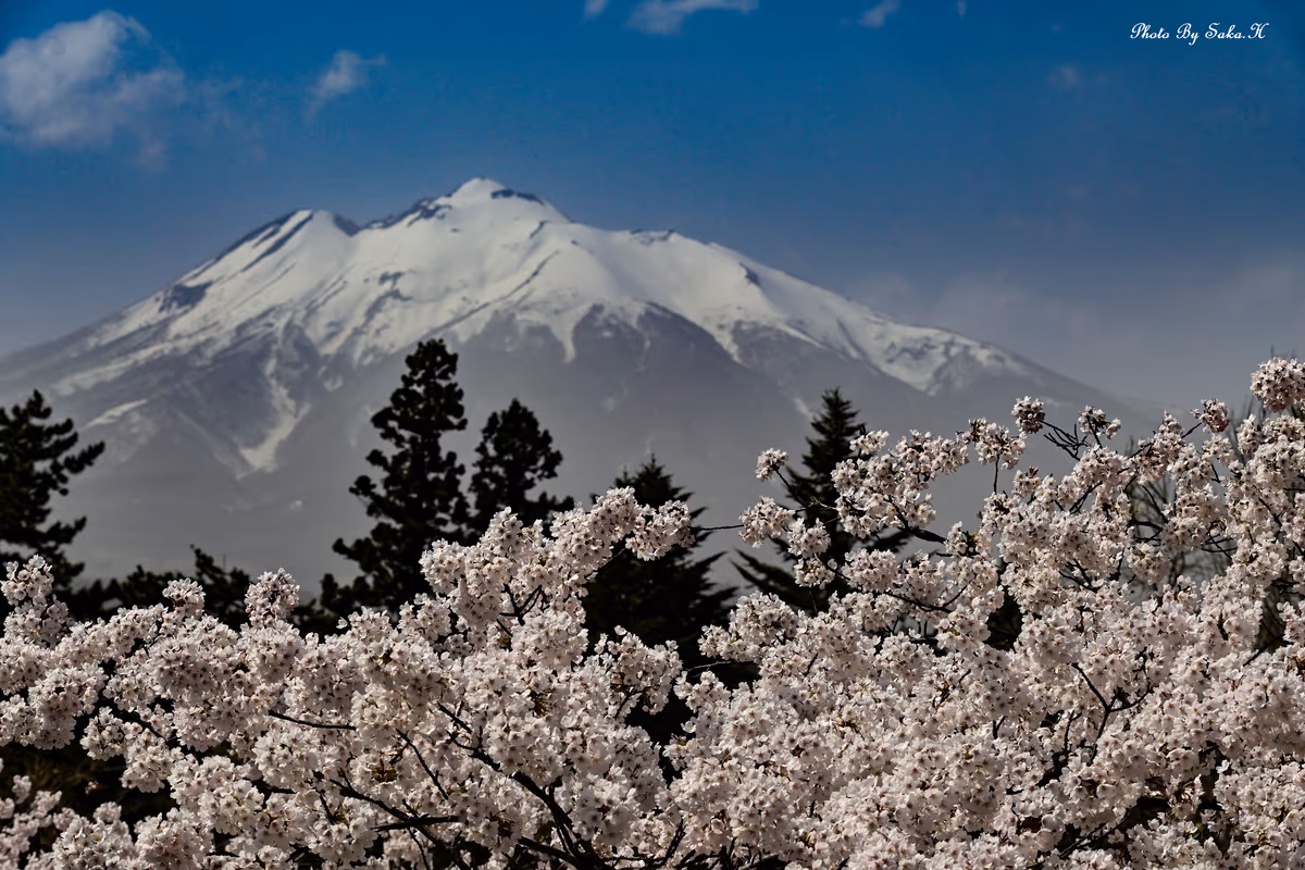 投稿写真：岩木山と桜