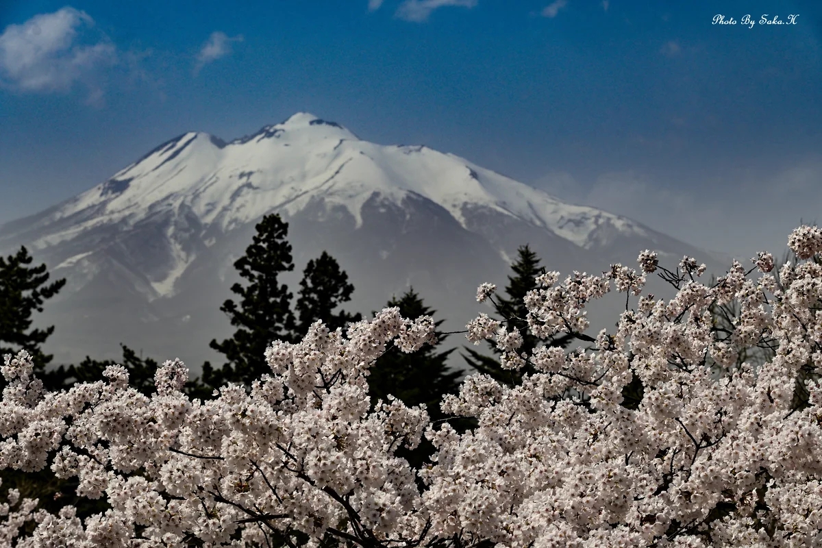投稿写真：岩木山と桜
