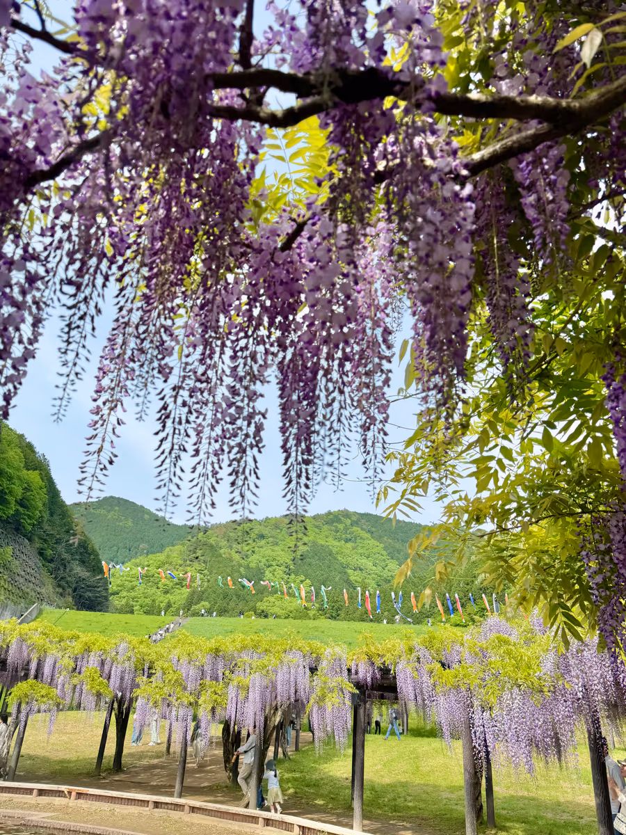 投稿写真：新緑と藤色が織りなす絶景〜白井大町藤公園