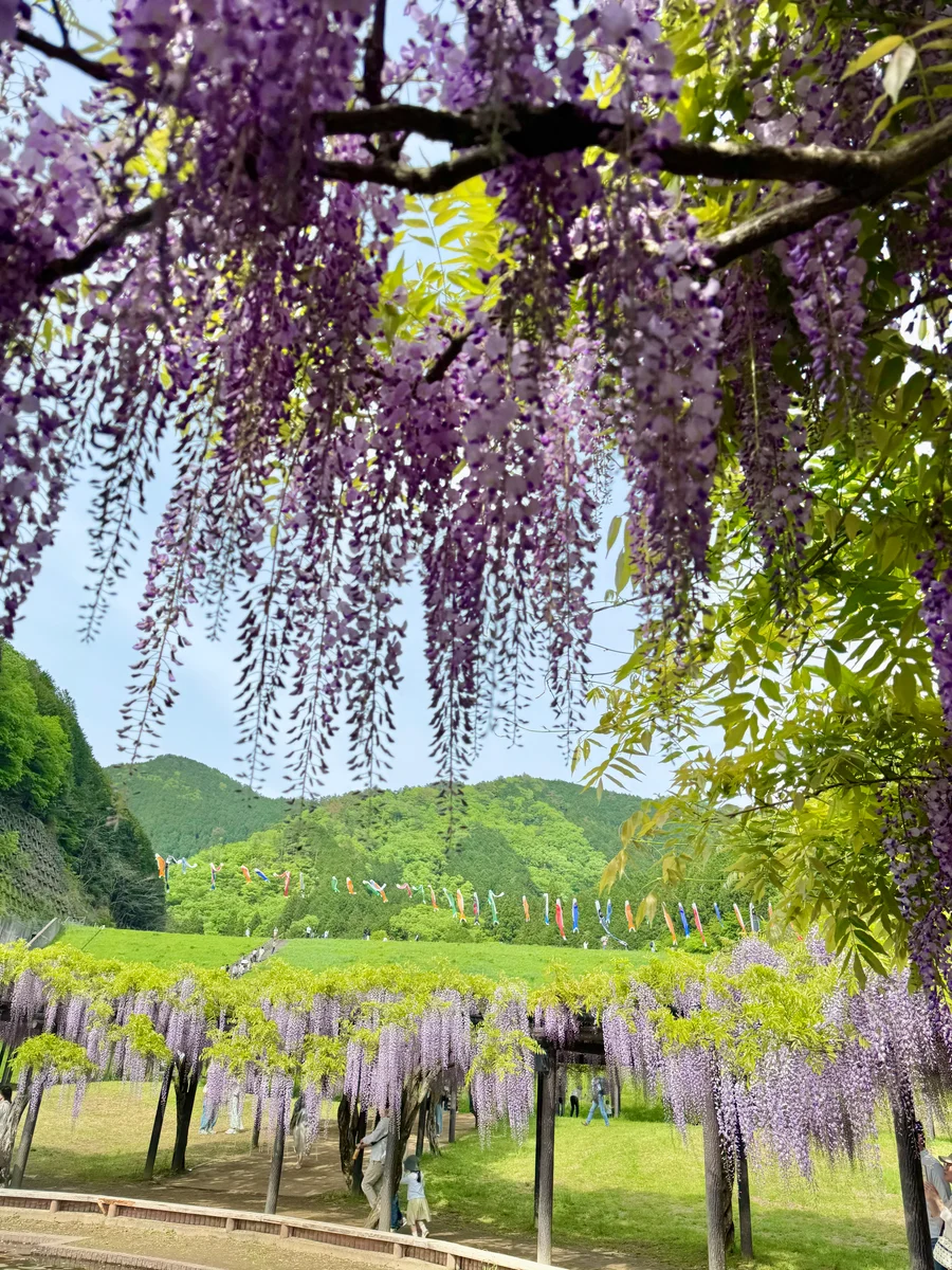 投稿写真：新緑と藤色が織りなす絶景〜白井大町藤公園