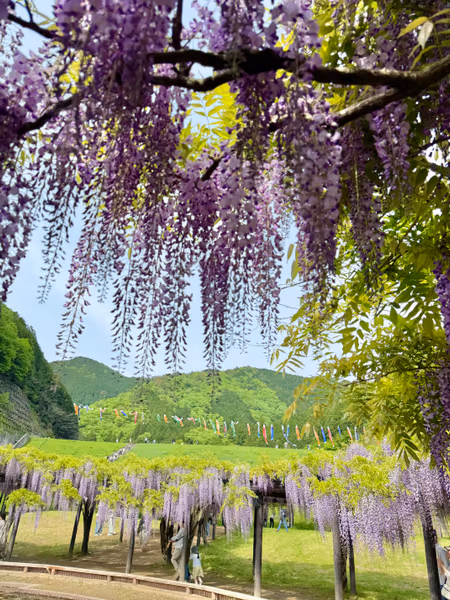 投稿：新緑と藤色が織りなす絶景〜白井大町藤公園