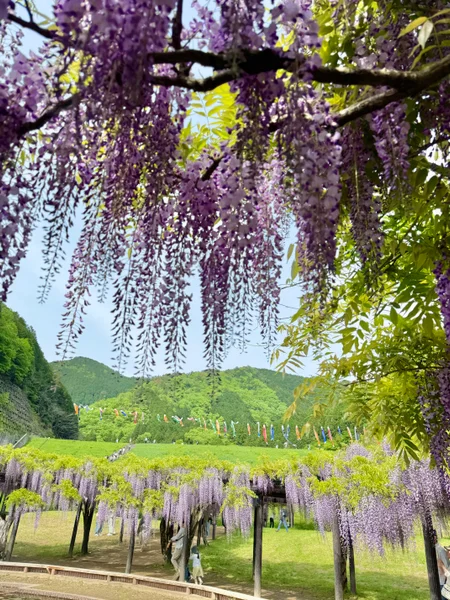 投稿：新緑と藤色が織りなす絶景〜白井大町藤公園