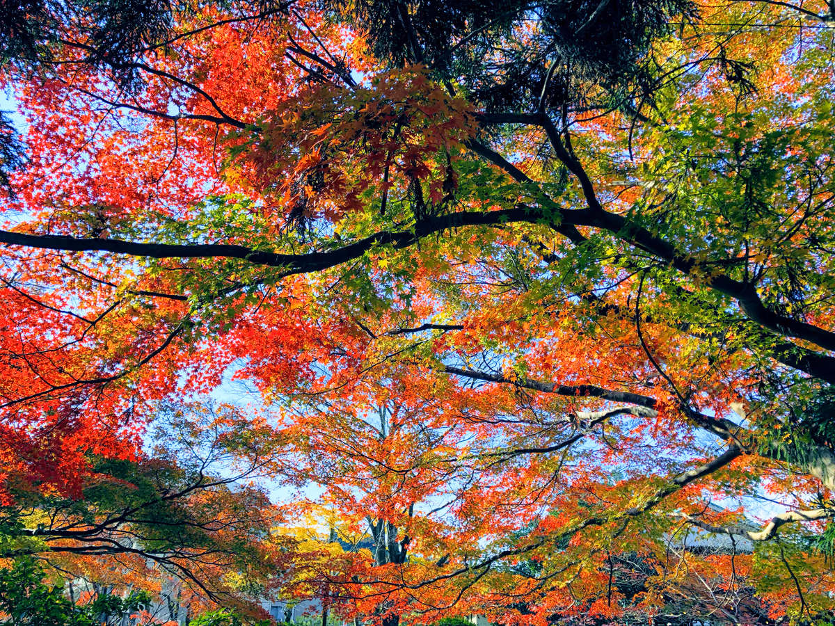 投稿写真：京都の紅葉