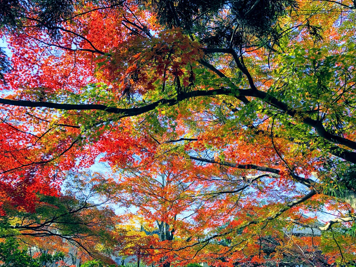 投稿写真：京都の紅葉