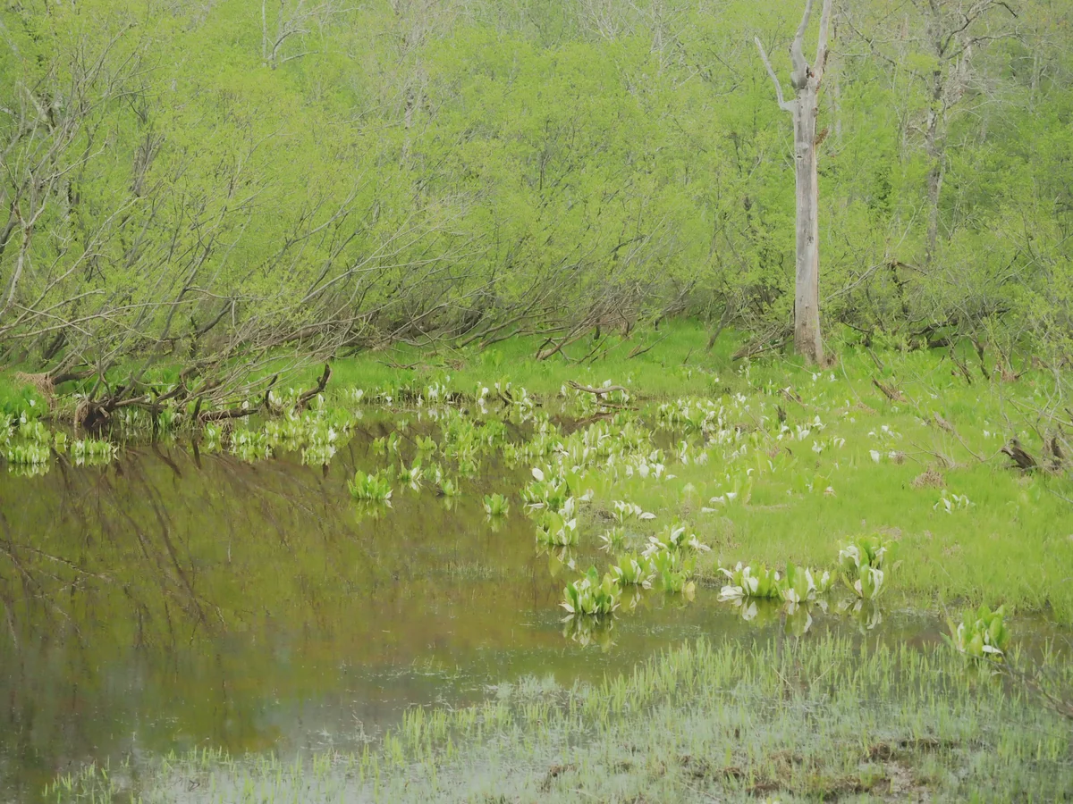投稿写真：尾瀬　緑采