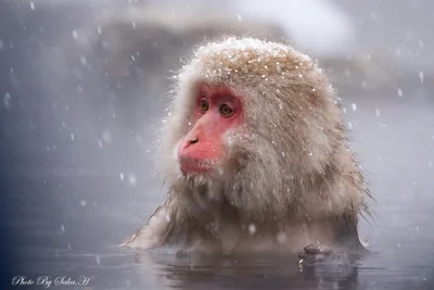 投稿：スノーモンキー