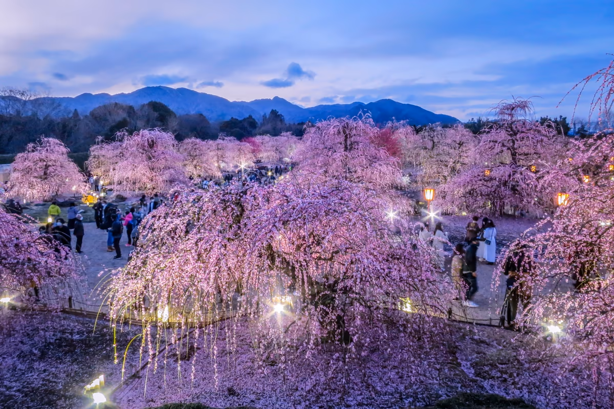 投稿写真：しだれ梅まつり