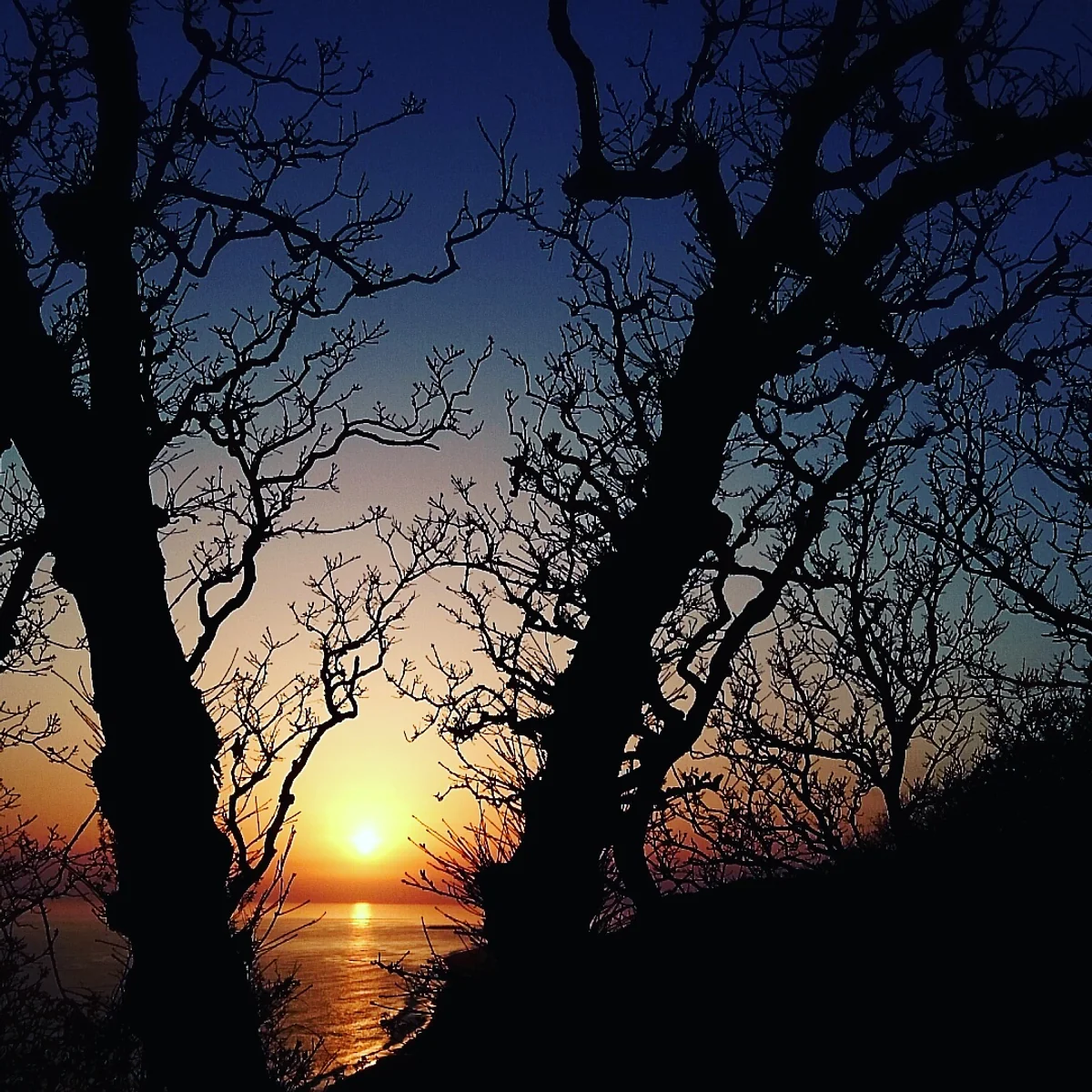 投稿写真：北海道新冠町判官館。葉の無き木々の奥に落ちる夕陽。