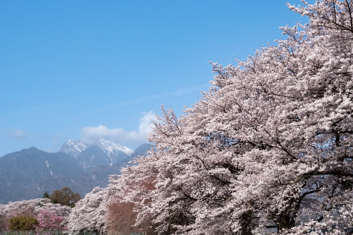 投稿写真：桜並木と甲斐駒ヶ岳