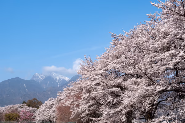 投稿：桜並木と甲斐駒ヶ岳