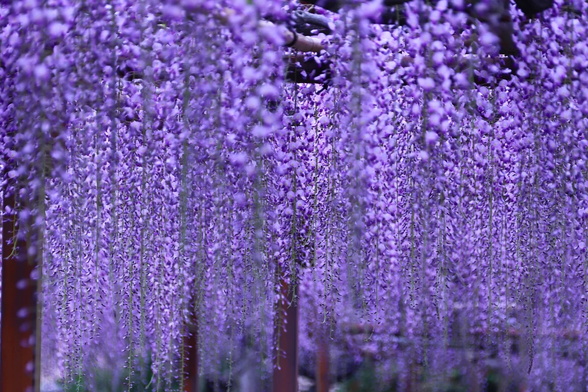 投稿写真：藤雨
