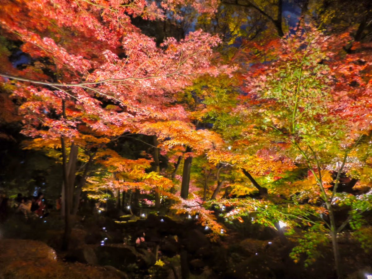 投稿写真：ライトアップされたモミジの紅葉