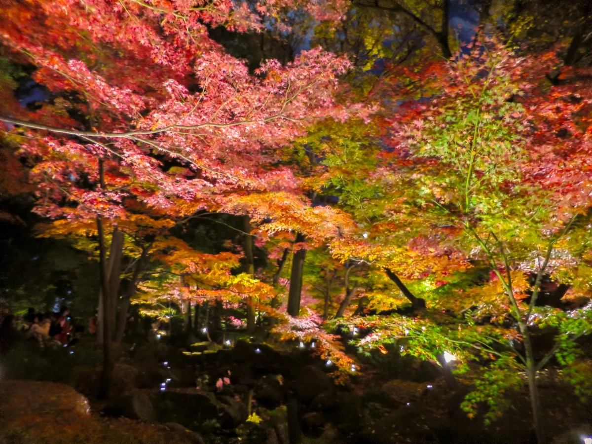 投稿写真：ライトアップされたモミジの紅葉