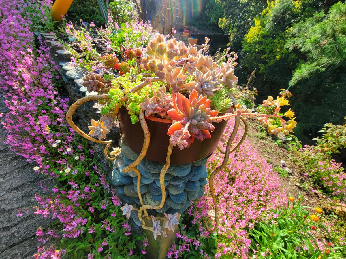 投稿写真：ハッピーテラスの多肉たち