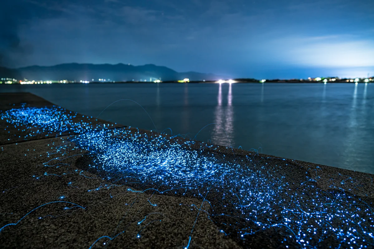 投稿写真：佐渡島のウミホタル