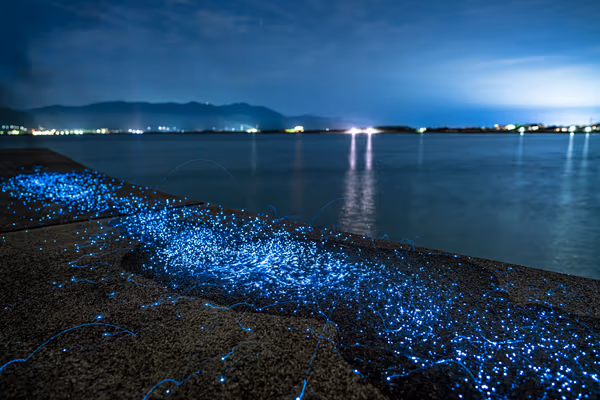 投稿：佐渡島のウミホタル