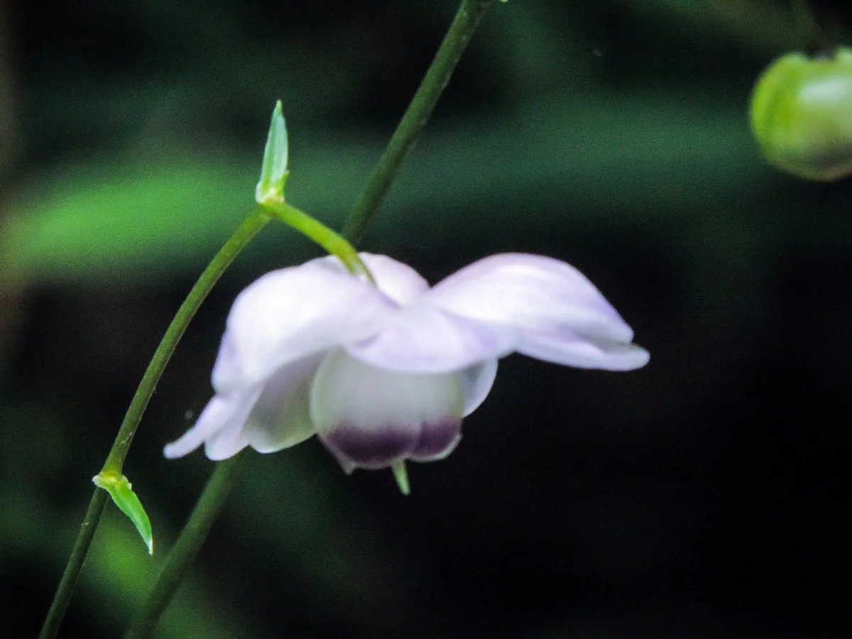投稿写真：レンゲショウマ