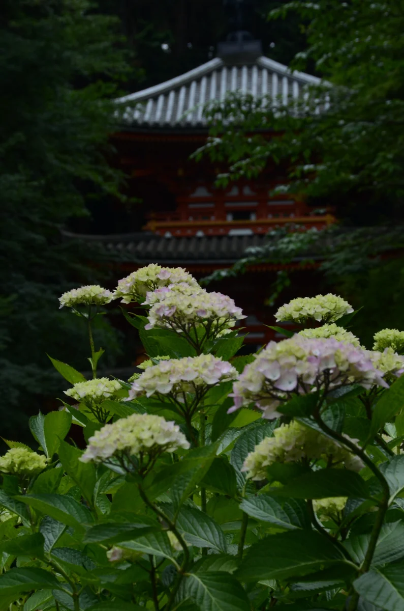 投稿写真：岩船寺　紫陽花
