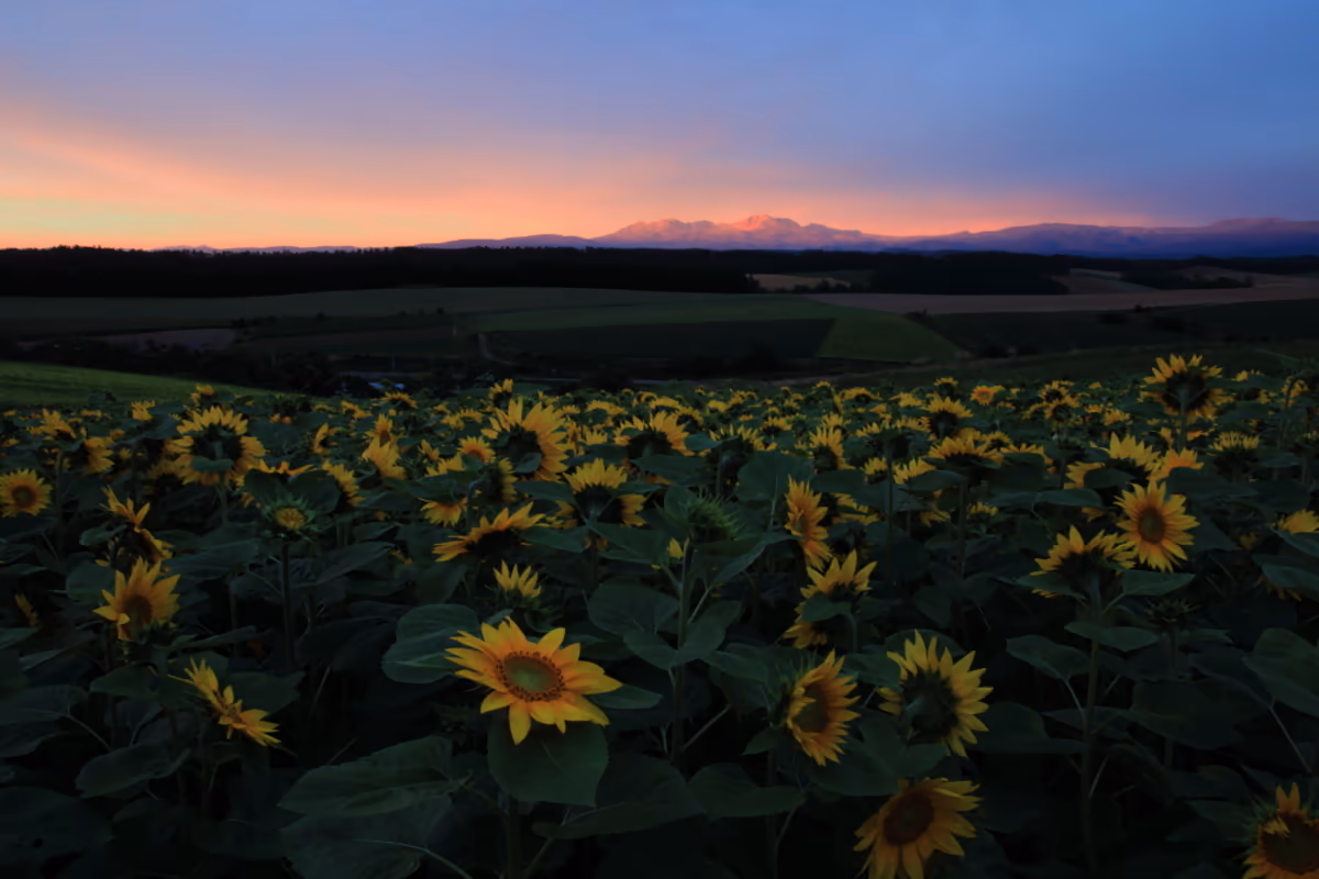 投稿写真：夕暮れのひまわり