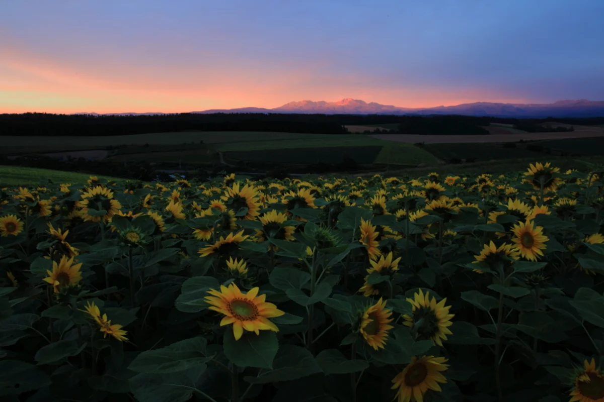 投稿写真：夕暮れのひまわり