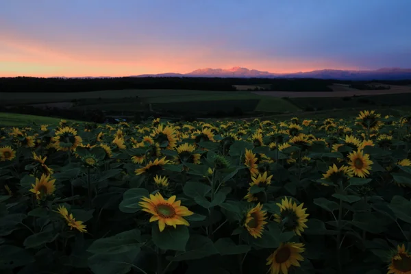 投稿：夕暮れのひまわり