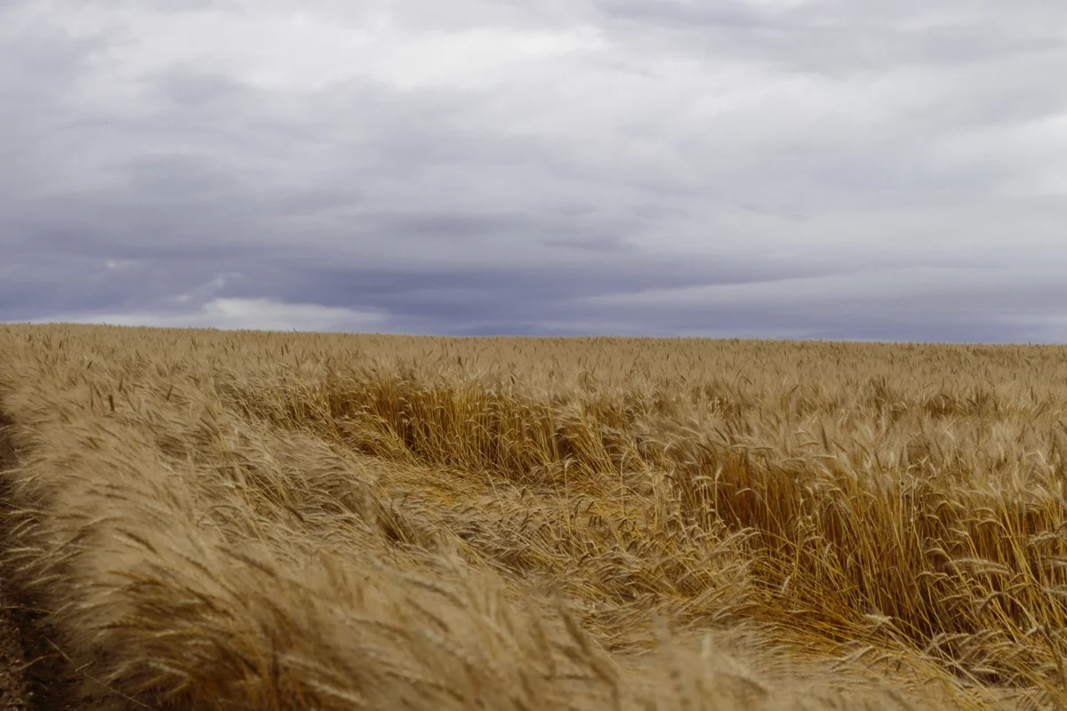 投稿写真：豊穣の丘