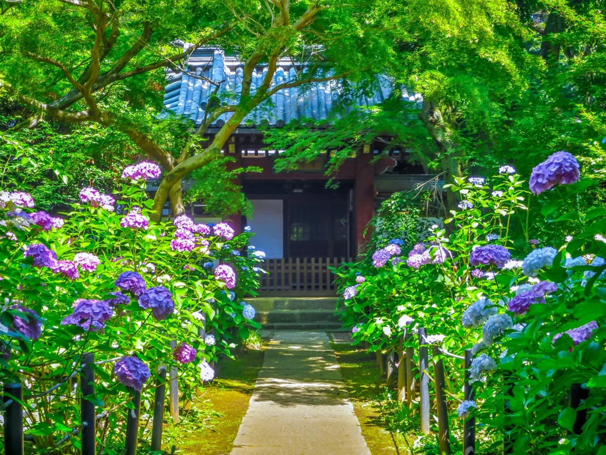 投稿写真：アジサイの小径