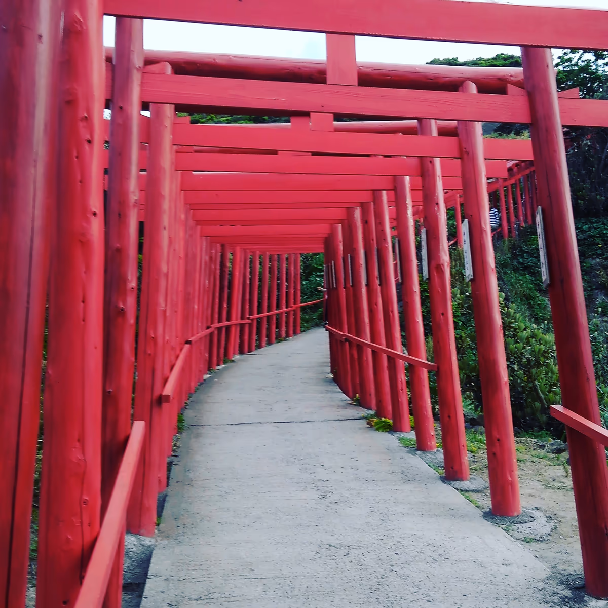 投稿写真：赤い鳥居