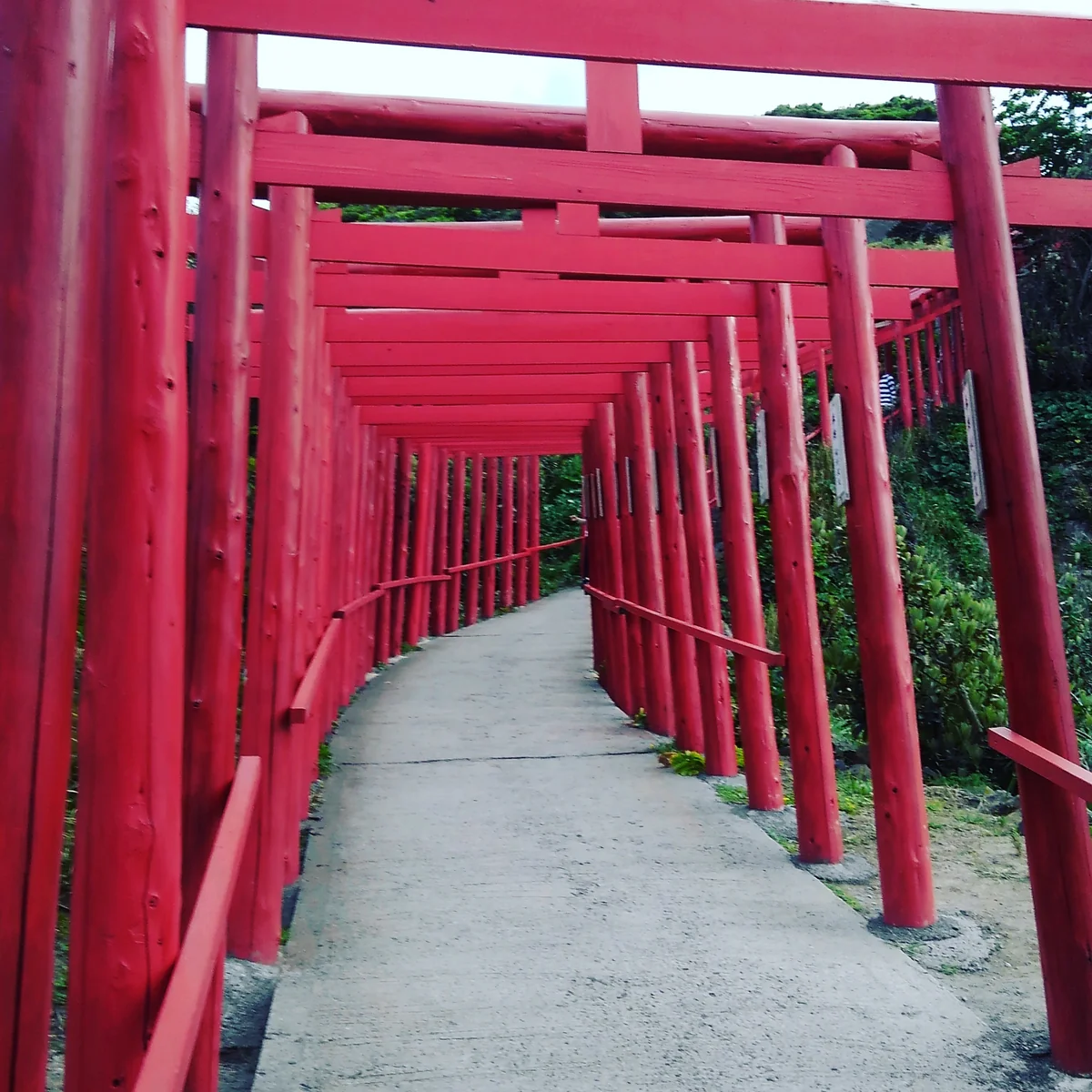 投稿写真：赤い鳥居