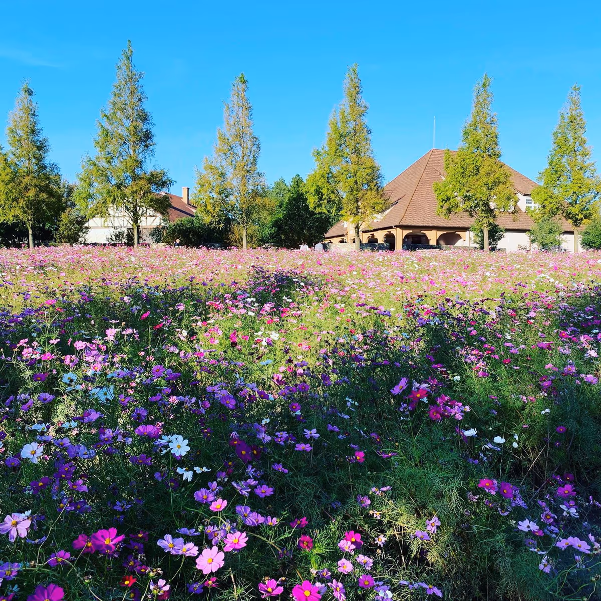 投稿写真：ブルーメの丘〜四季の花々と動物たちの楽園〜