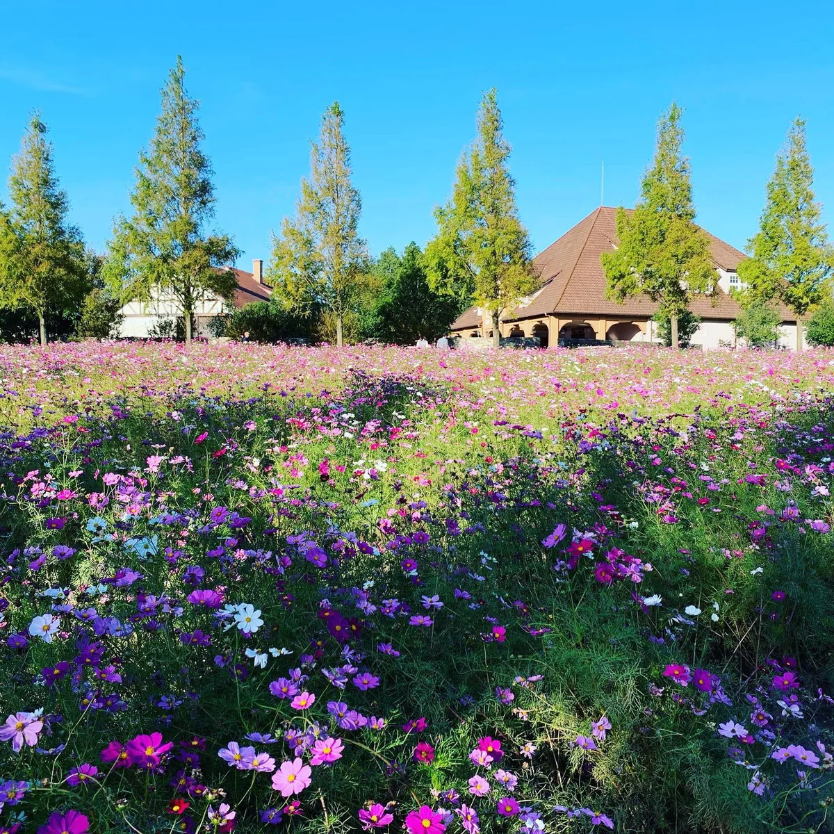 投稿写真：ブルーメの丘〜四季の花々と動物たちの楽園〜