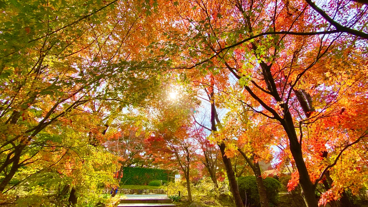 投稿写真：青蓮院門跡 将軍塚