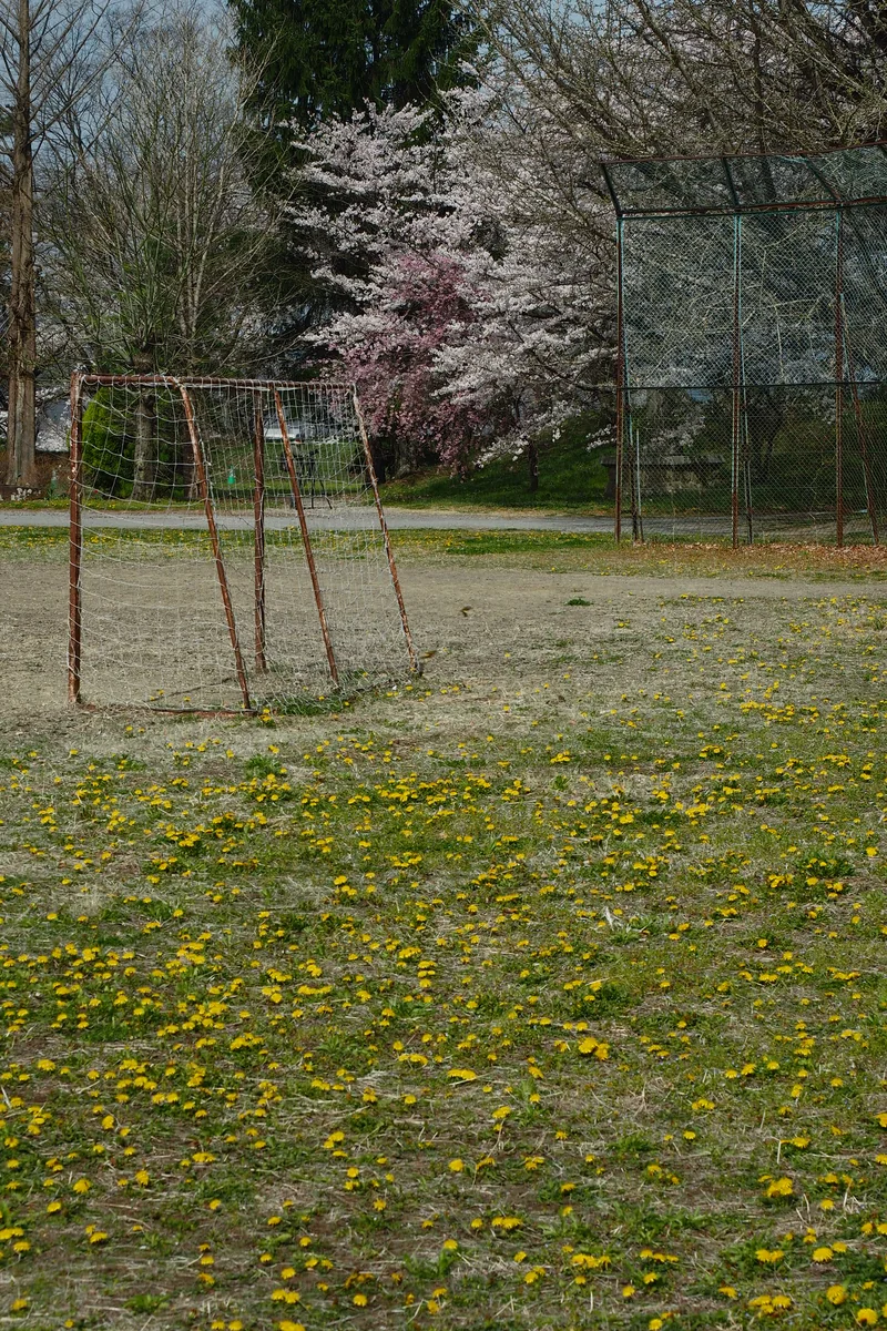 投稿写真：思い出の校庭