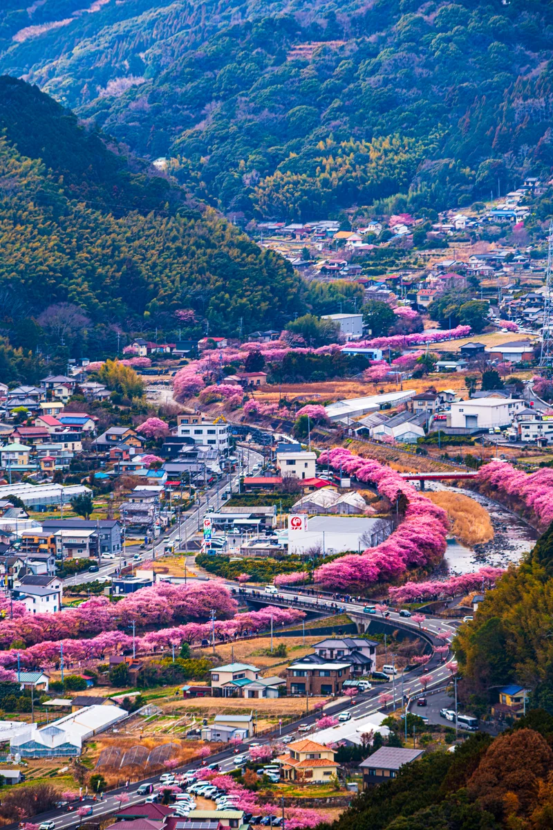 投稿写真：河津桜まつり