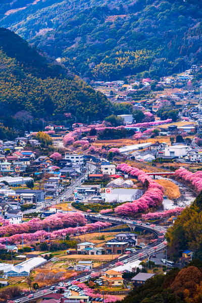 投稿：河津桜まつり