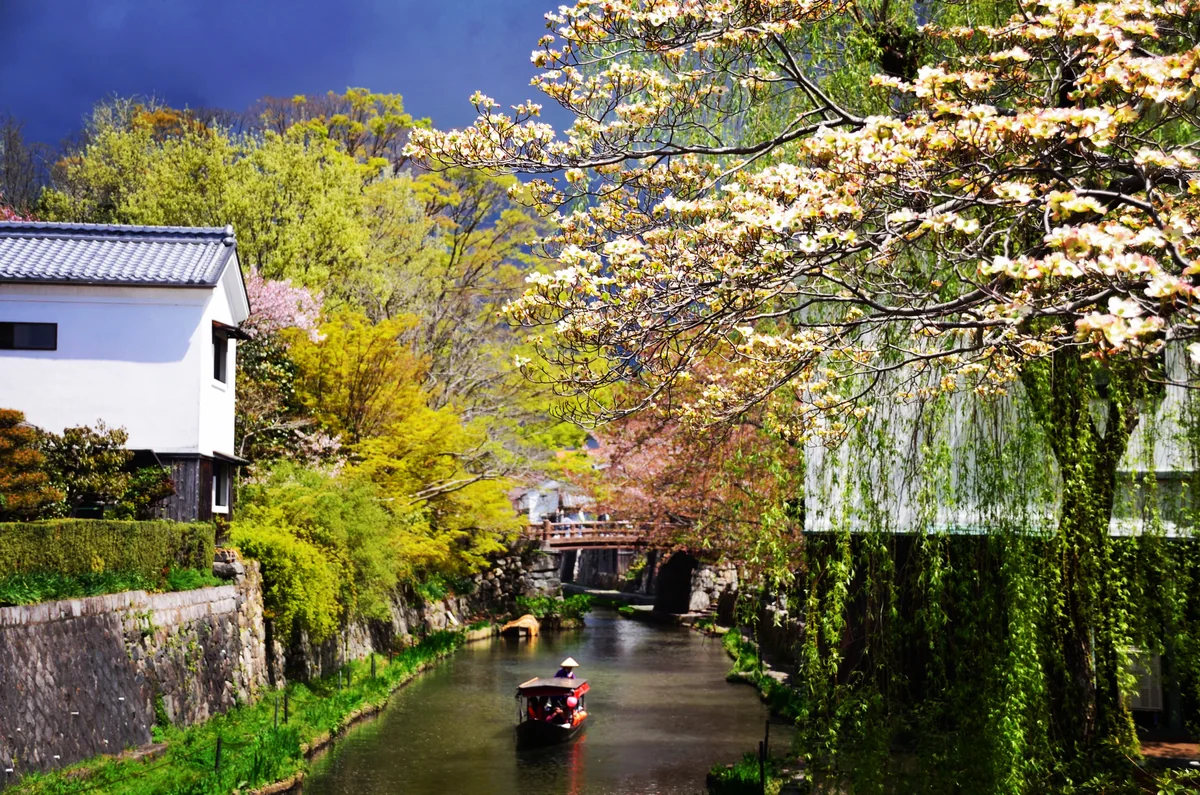 投稿写真：近江八幡　春の八幡堀