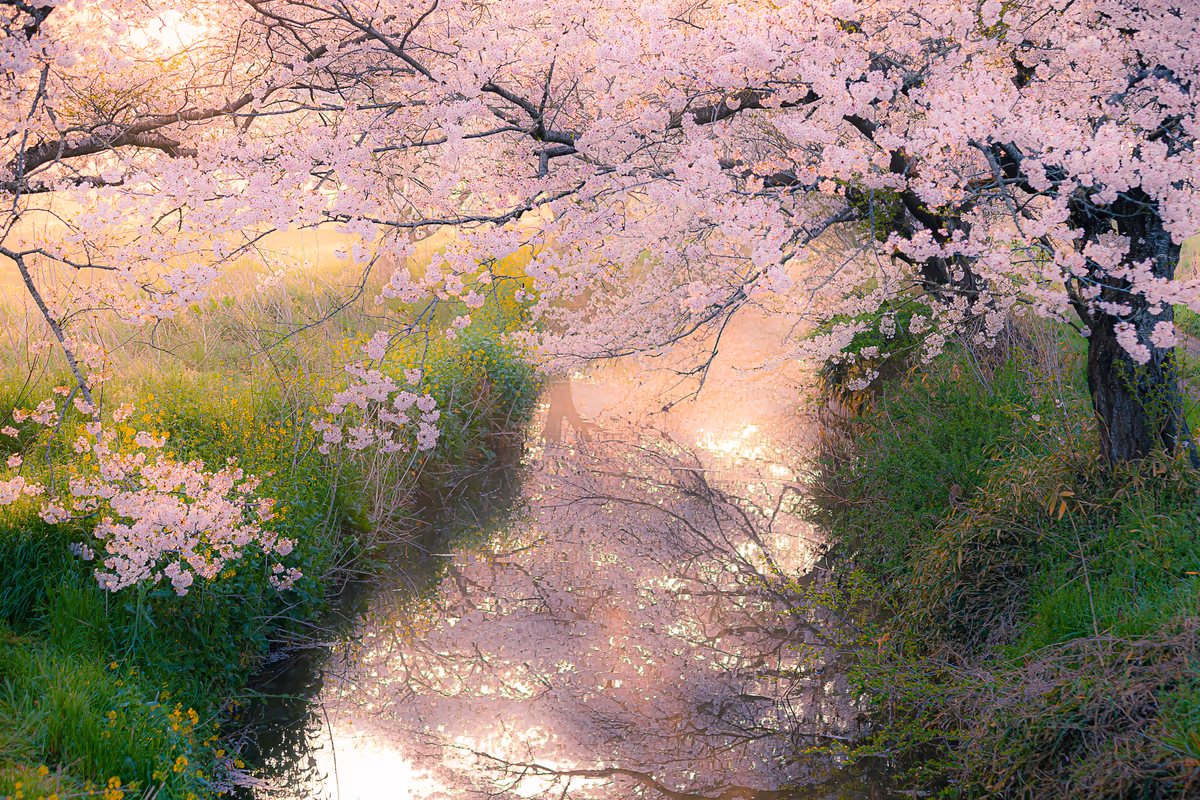 投稿写真：今井の桜