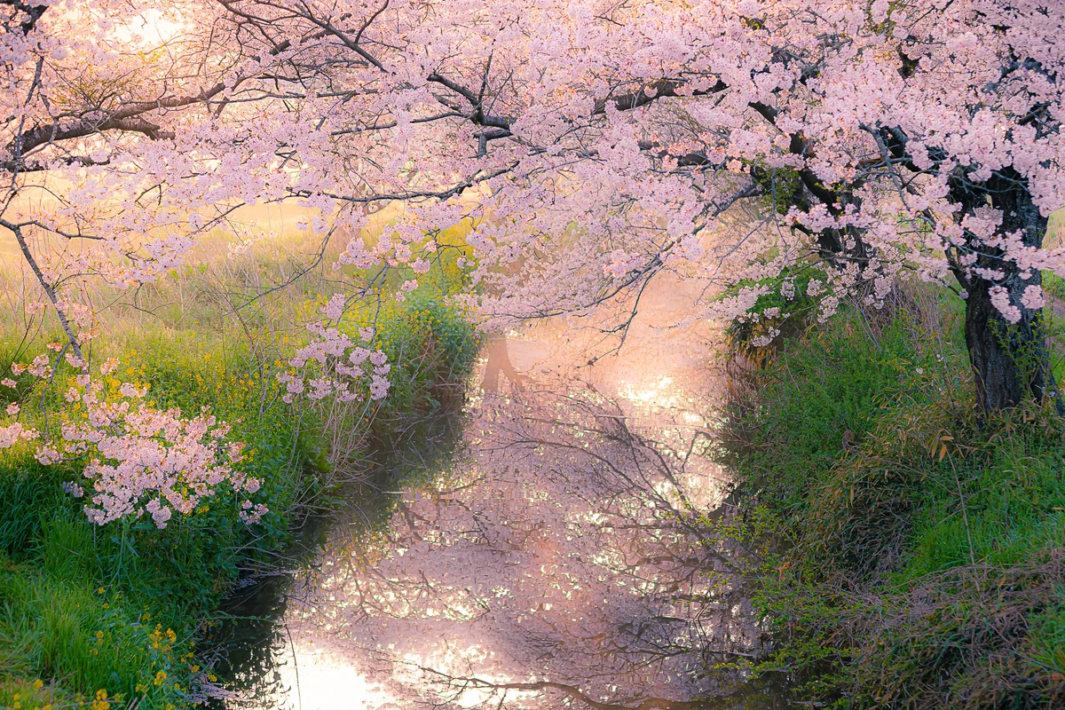 投稿写真：今井の桜