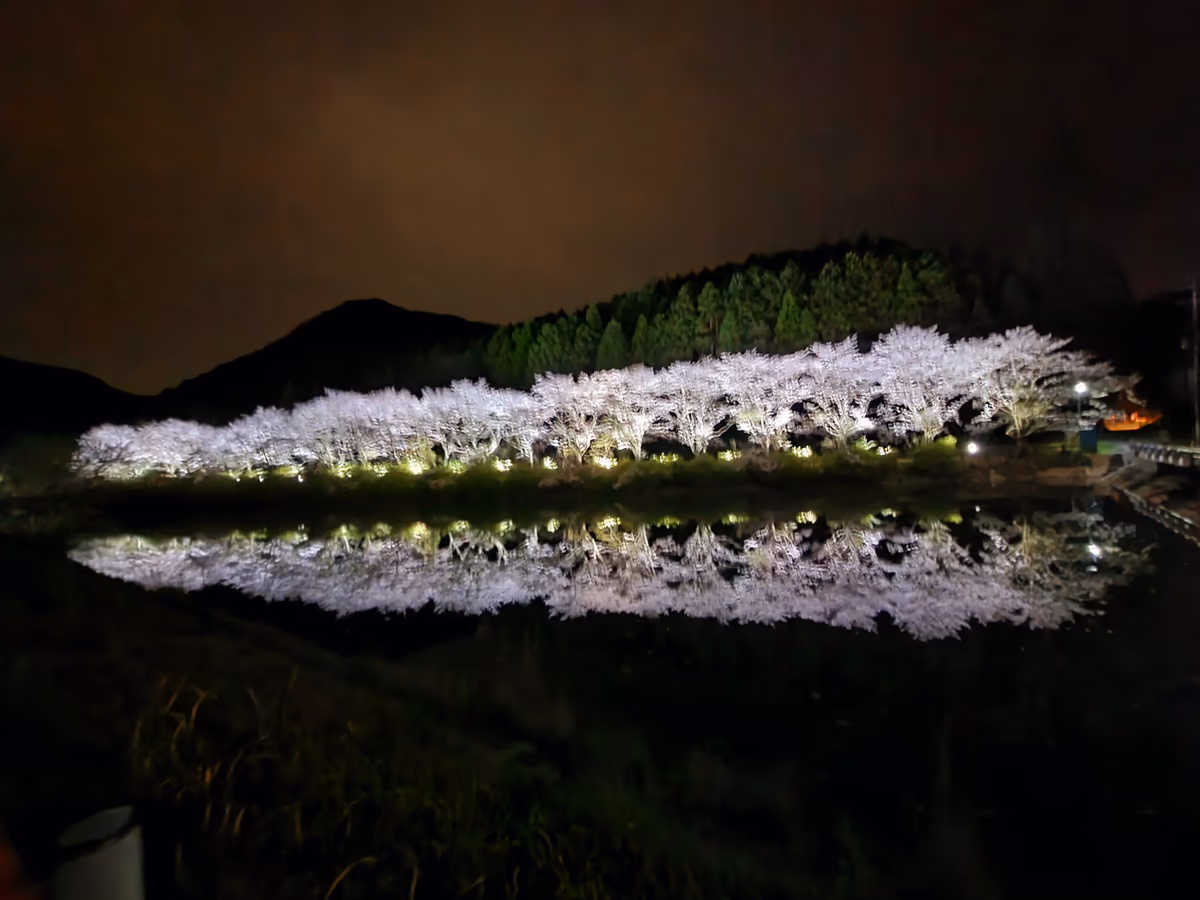投稿写真：赤穂山の桜並木