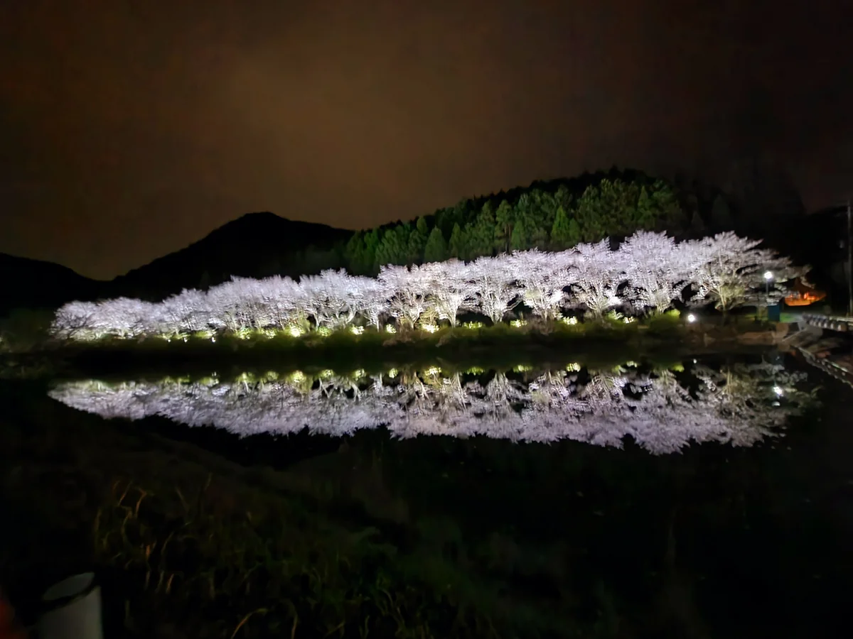 投稿写真：赤穂山の桜並木