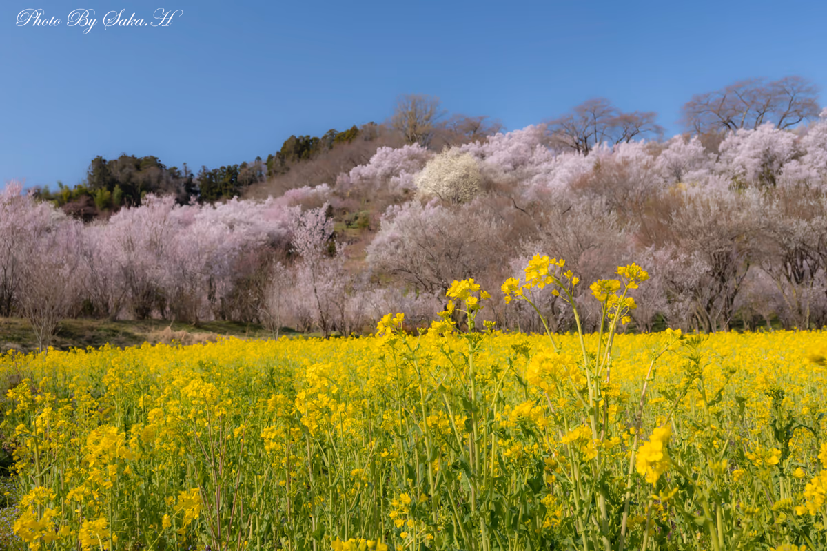 投稿写真：春爛漫