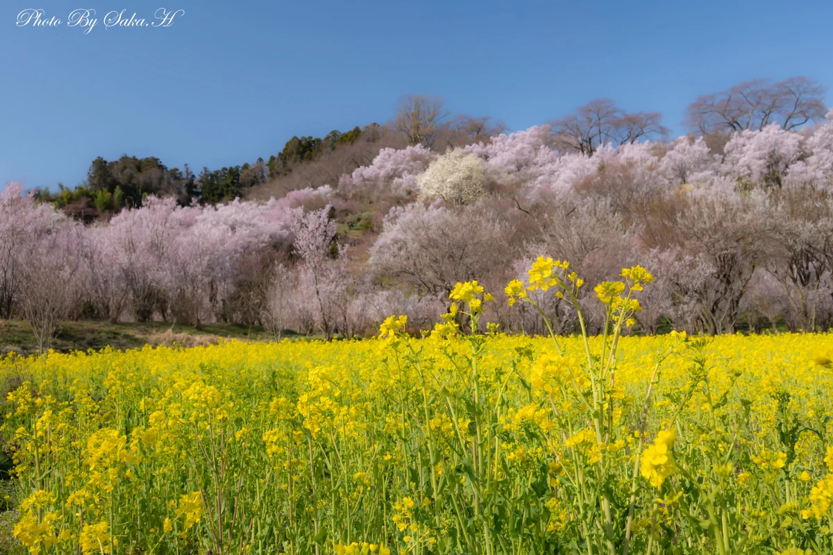投稿写真：春爛漫